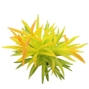 Bello Plant - Sunset Succulent - roślina M do obrazów 3D sklep akwarystyczny śląsk