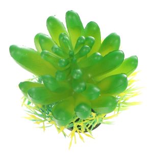 Bello Plant - The Bulb Succulent - roślina S do obrazów 3D sklep akwarystyczny śląsk