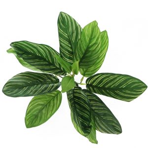 Bello Plant - Zebra Plant - roślina XL do obrazów 3D sklep akwarystyczny śląsk