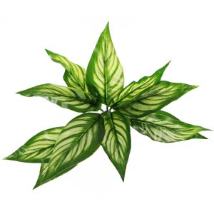 Bello Plant - Zebra White Star - roślina XL do obrazów 3D sklep akwarystyczny śląsk