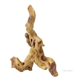 COFFEE ROOT 4 / Korzeń Coffie 4 - 24x19