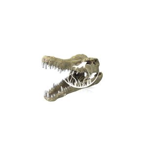 CROCODILE HEAD -M- / CZASZKA krokodyla 19