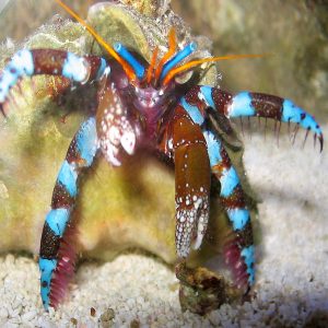 Calcinus elegans sklep akwarystyczny śląsk