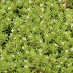 Crassula Helmsii Porcja 10 sadzonek In vitro Piękna sklep akwarystyczny śląsk