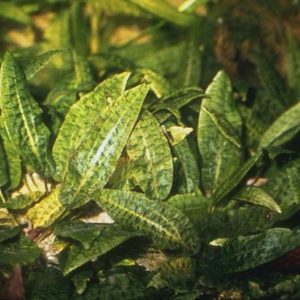 Cryptocoryne Affinis Kubek 5cm in vitro Piękna sklep akwarystyczny śląsk