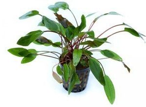Cryptocoryne Beckettii In Vitro Duży Kubek 10cm Piękna sklep akwarystyczny śląsk