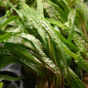 Cryptocoryne Crispatula Kubek 5cm in vitro Piękna sklep akwarystyczny śląsk