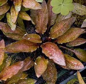 Cryptocoryne Legroi kryptokoryna kubek 10cm in vitro sklep akwarystyczny śląsk