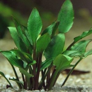 Cryptocoryne Lutea Hobbit Kubek 5cm In vitro sklep akwarystyczny śląsk