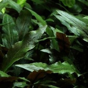 Cryptocoryne Petchii Kubek 5cm in vitro Piękna sklep akwarystyczny śląsk