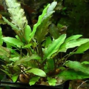 Cryptocoryne Undulatus Red Kubek 5cm In vitro sklep akwarystyczny śląsk