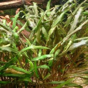 Cryptocoryne Walkeri Kubek 10cm In vitro sklep akwarystyczny śląsk