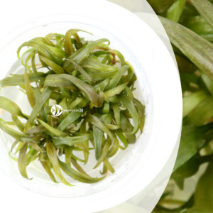 Cryptocoryne Weinberg Kubek 10cm in vitro sklep akwarystyczny śląsk