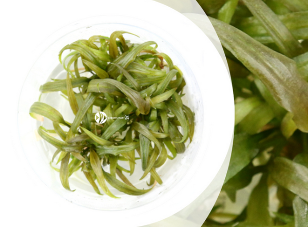 Cryptocoryne Weinberg Kubek 10cm in vitro sklep akwarystyczny śląsk