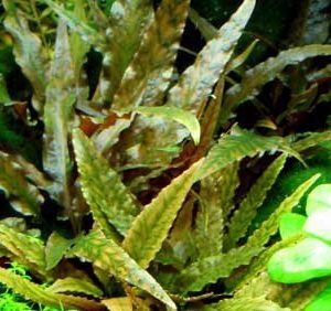 Cryptocoryne Wendtii Brown Kubek 5cm in vitro sklep akwarystyczny śląsk