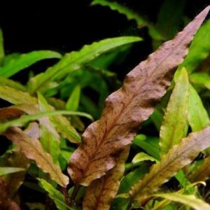 Cryptocoryne Wendtii Compact Kubek 5cm In vitro sklep akwarystyczny śląsk