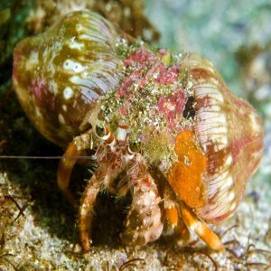 Dardanus Pedunculatus sklep akwarystyczny śląsk