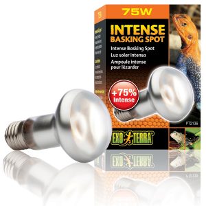 EXO TERRA Intense Basking Spot 75W (żarówka grzewcza) sklep akwarystyczny śląsk