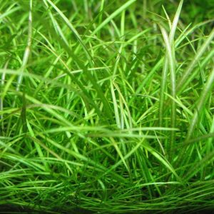 Echinodorus Broad Leaf Kubek 5cm In vitro Piękna sklep akwarystyczny śląsk