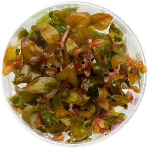 Eco Plant - Alternanthera Reineckii Lilacina - InVitro mały kubek sklep akwarystyczny śląsk