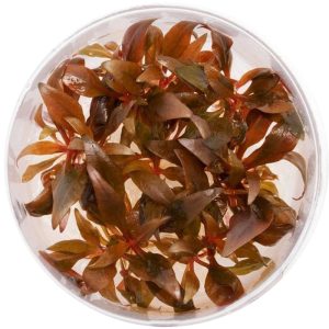 Eco Plant - Alternanthera Reineckii - invitro mały kubek sklep akwarystyczny śląsk