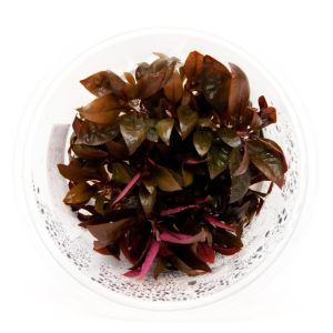 Eco Plant - Alternanthera Splendida "Orange"- invitro mały kubek sklep akwarystyczny śląsk
