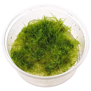 Eco Plant - Amblystegium serpens - mech tropikalny sklep akwarystyczny śląsk