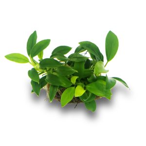 Eco Plant - Anubias Nana Bonsai - Invitro mały kubek sklep akwarystyczny śląsk