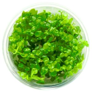 Eco Plant - Bacopa Caroliniana - Invitro mały kubek sklep akwarystyczny śląsk