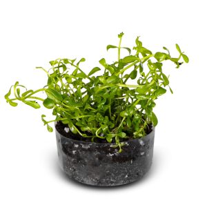 Eco Plant Bacopa Monnieri - roślina invitro 10 sztuk sklep akwarystyczny śląsk