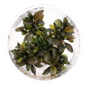 Eco Plant - Bucephalandra sp 'Mini' - roślina invitro mały kubek sklep akwarystyczny śląsk