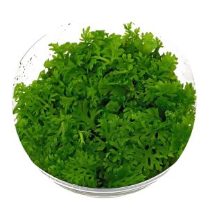 Eco Plant - Ceratopteris Thalictroides Fein - Invitro mały kubek sklep akwarystyczny śląsk