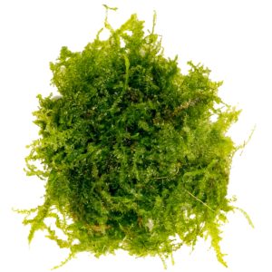 Eco Plant - China Moss - InVitro mały kubek sklep akwarystyczny śląsk