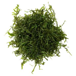 Eco Plant Christmas Moss - roślina invitro 20 sztuk sklep akwarystyczny śląsk