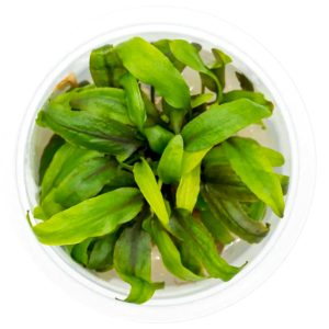 Eco Plant - Cryptocoryne Undulata 'green' - InVitro mały kubek sklep akwarystyczny śląsk