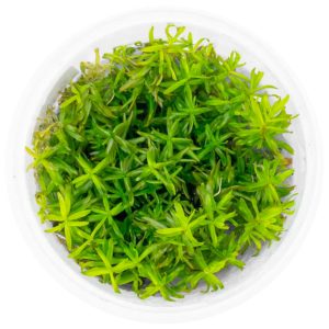 Eco Plant - Didiplis Diandra - InVitro mały kubek sklep akwarystyczny śląsk
