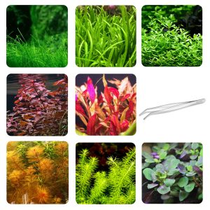 Eco Plant Easy Set 8 - zestaw roślin łatwych w hodowli + pęseta 20cm GRATIS sklep akwarystyczny śląsk