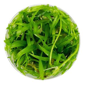 Eco Plant - Echinodorus Telenllus - InVitro mały kubek sklep akwarystyczny śląsk
