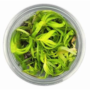 Eco Plant - Eichhornia Azurea - InVitro mały kubek sklep akwarystyczny śląsk