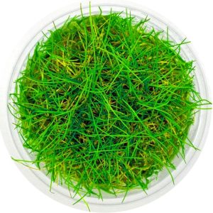 Eco Plant - Eleocharis Acicularis Mini - InVitro mały kubek sklep akwarystyczny śląsk