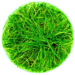 Eco Plant - Eleocharis Parvula - InVitro mały kubek sklep akwarystyczny śląsk