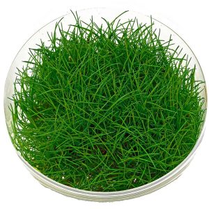 Eco Plant - Eleocharis Pusilla - Roślina InVitro mały kubek sklep akwarystyczny śląsk