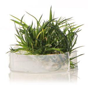 Eco Plant - Eriocaulon Cinereum - InVitro mały kubek sklep akwarystyczny śląsk
