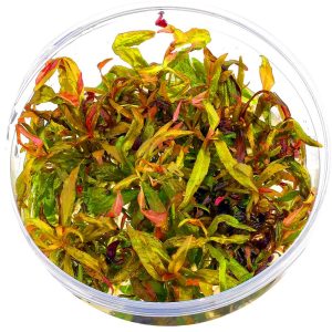Eco Plant - Eusteralis Stellata - roślina invitro mały kubek sklep akwarystyczny śląsk