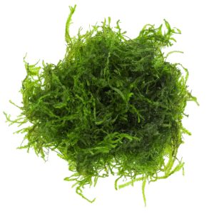 Eco Plant - Flame Moss - InVitro mały kubek sklep akwarystyczny śląsk