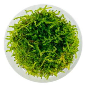 Eco Plant Giant Moss - roślina invitro mały kubek sklep akwarystyczny śląsk