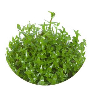 Eco Plant - Gratiola Viscidula - InVitro mały kubek sklep akwarystyczny śląsk