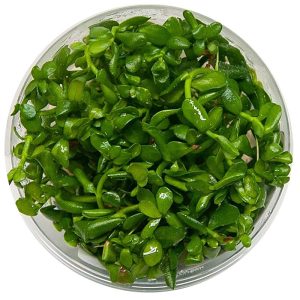 Eco Plant - Hedyotis Salzmanii - InVitro mały kubek sklep akwarystyczny śląsk