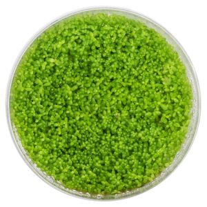 Eco Plant - Hemianthus Cuba - InVitro mały kubek sklep akwarystyczny śląsk