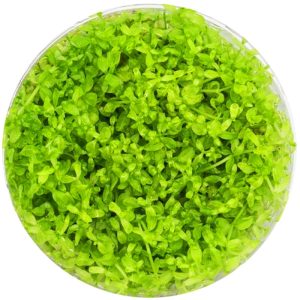 Eco Plant - Hemianthus Micranthemoides - InVitro mały kubek sklep akwarystyczny śląsk